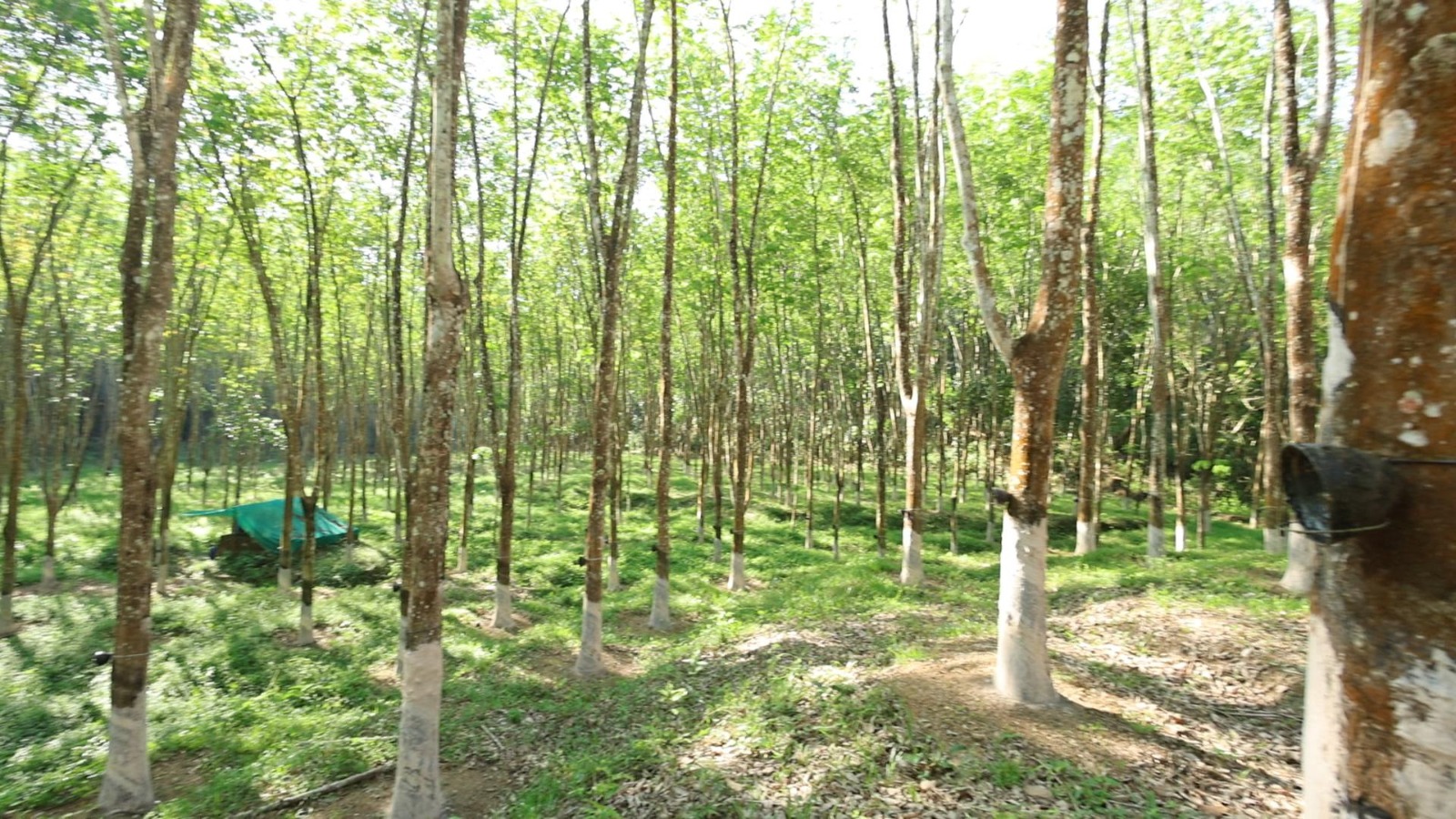 Profitable 8.26 Acre land for Sale – Great Investment Opportunity