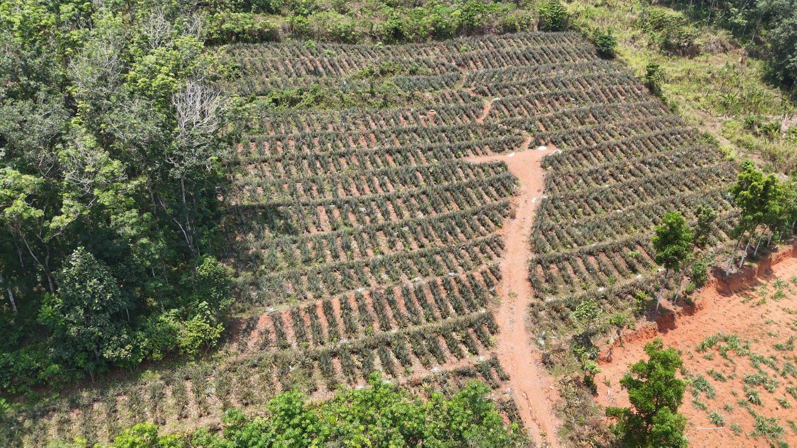 2.25 acre property with 2300 sq.ft house for sale - Main Road Frontage